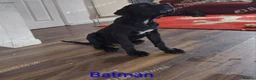 Cane Corso dogs for sale: Reduced! Champion Bloodline Cane Corso Puppies - Advert 7
