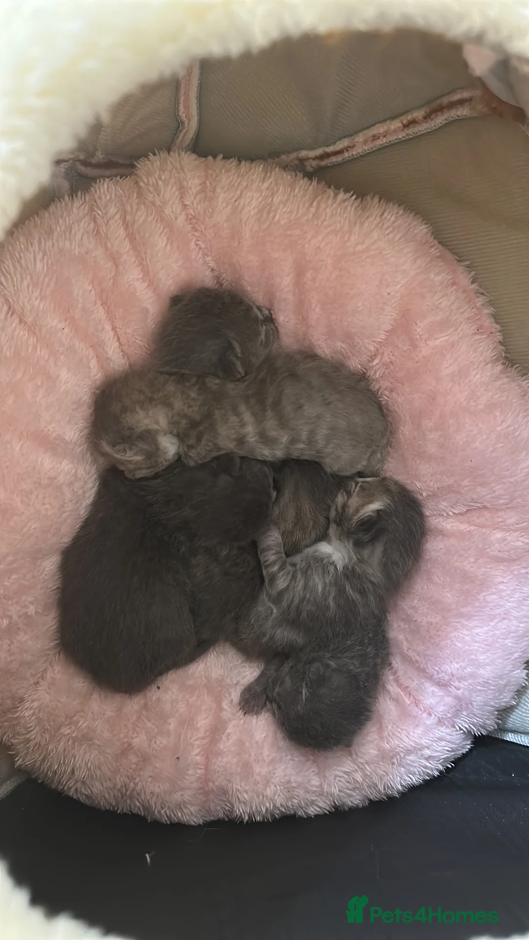 British Shorthair cats for sale: Kitten pure British short hair - Advert 3