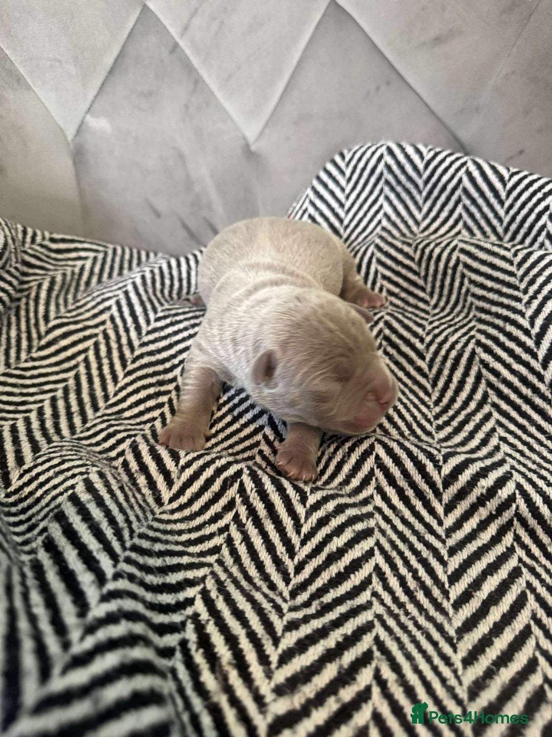 Mixed Breed dogs for sale: Bullpei puppies  - Image 6