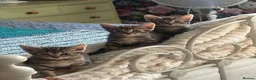 Domestic Shorthair cats for sale: Kittens - Advert 5