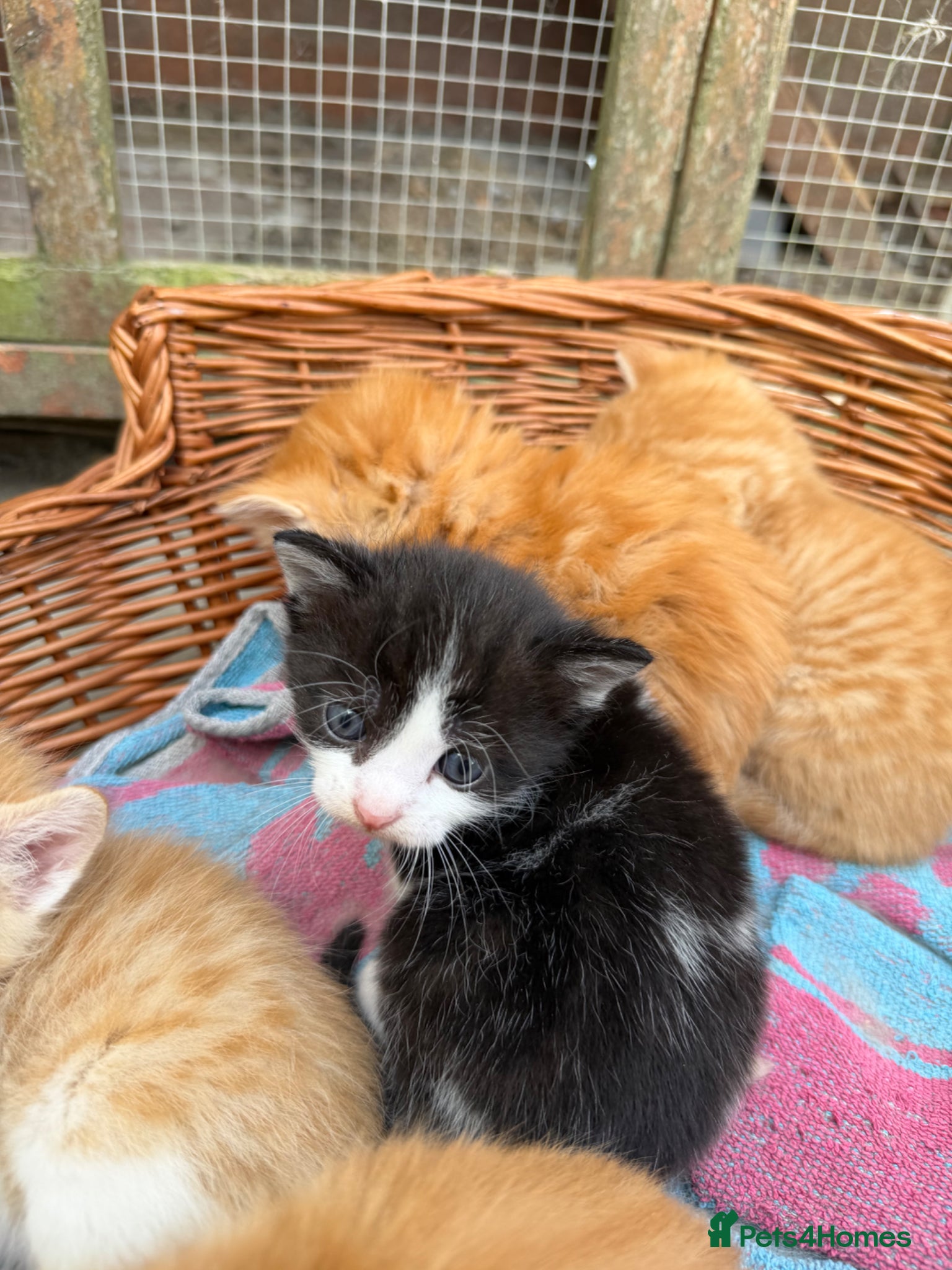 Mixed Breed cats Stunning Persian x Ragdoll x British Shorthair - Advert 15
