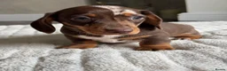 Miniature Dachshund dogs for sale: Miniature dachshund  - Advert 12