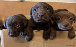 Labrador Retriever dogs for sale: Chocolate Labrador puppies  - Advert 6