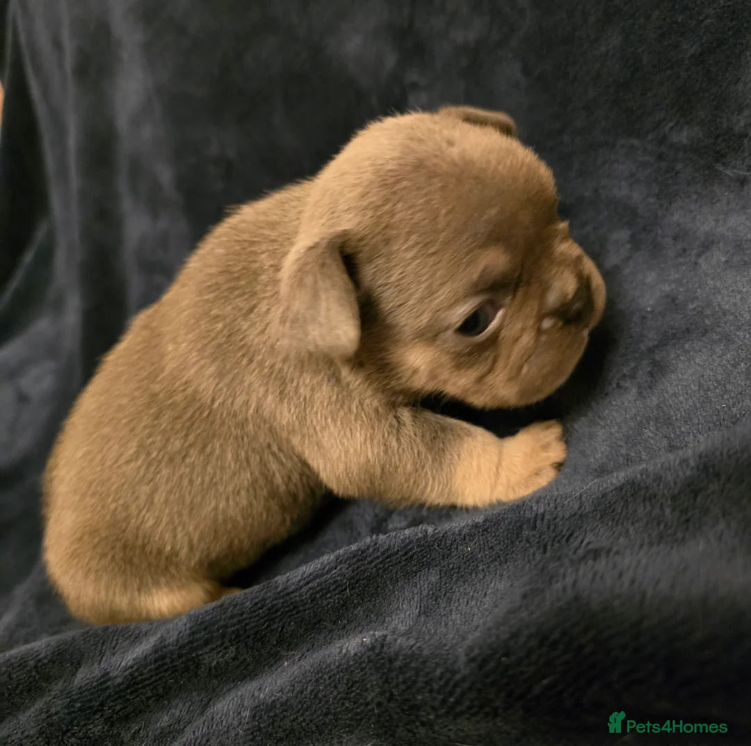 French Bulldog dogs for sale: Chunky Frenchie Puppies  - Advert 25