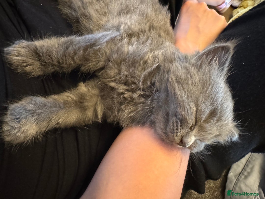 Russian Blue cats for sale: Blue Russian mix - Image 15