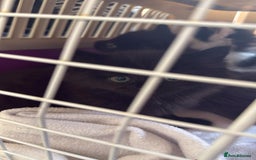 British Shorthair cats for sale: 3 british short hair kitty’s for sale  - Image 16