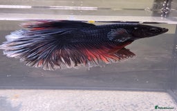 Bettas fish for sale: Broadheath Bettas  - Advert 15