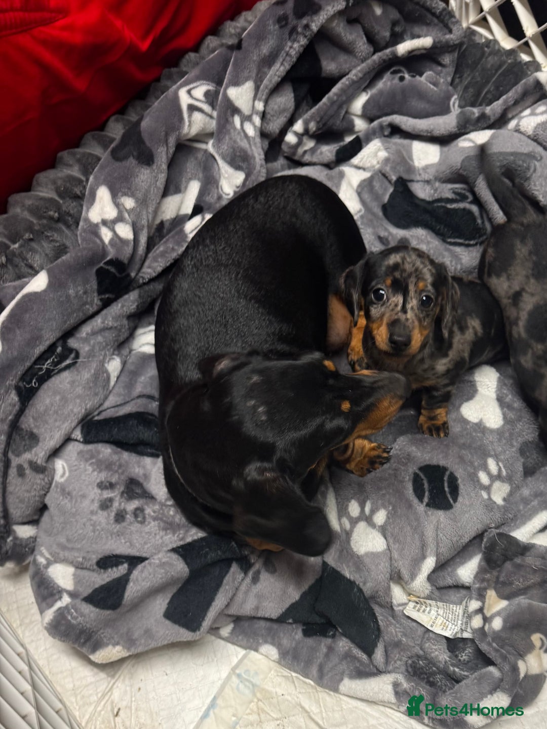 Miniature Dachshund dogs for sale: Miniature dachshund  - Advert 5