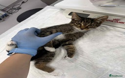 Mixed Breed cats for adoption: Stripes for adoption - Image 7