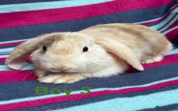Mini Lop rabbits for sale: Adorable Baby mini loops  - Image 2