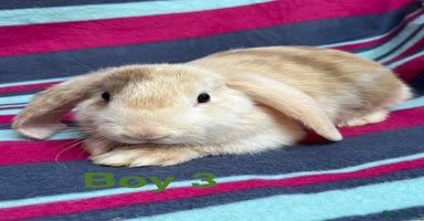 Mini Lop rabbits - Advert 8