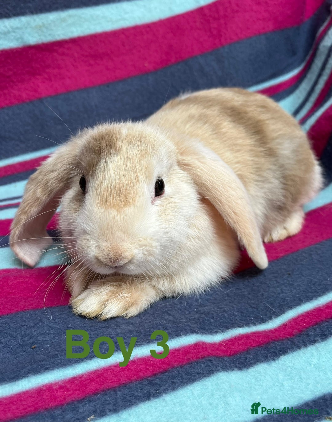 Mini Lop rabbits for sale: Adorable Baby mini loops  - Image 2