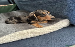Miniature Dachshund dogs for stud: Miniature Dachshund for stud! - Image 4