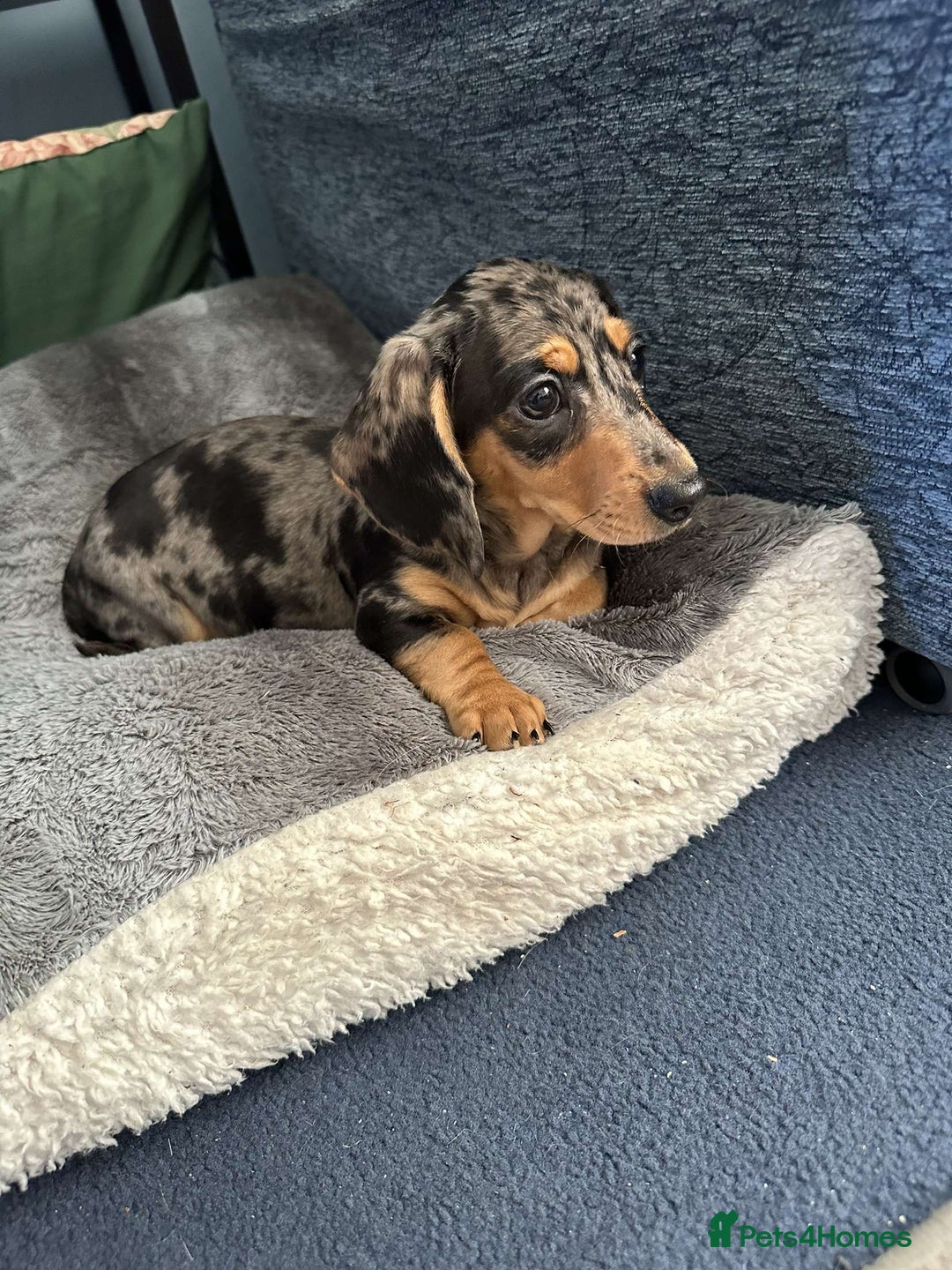 Miniature Dachshund dogs for stud: Miniature Dachshund for stud! - Image 4