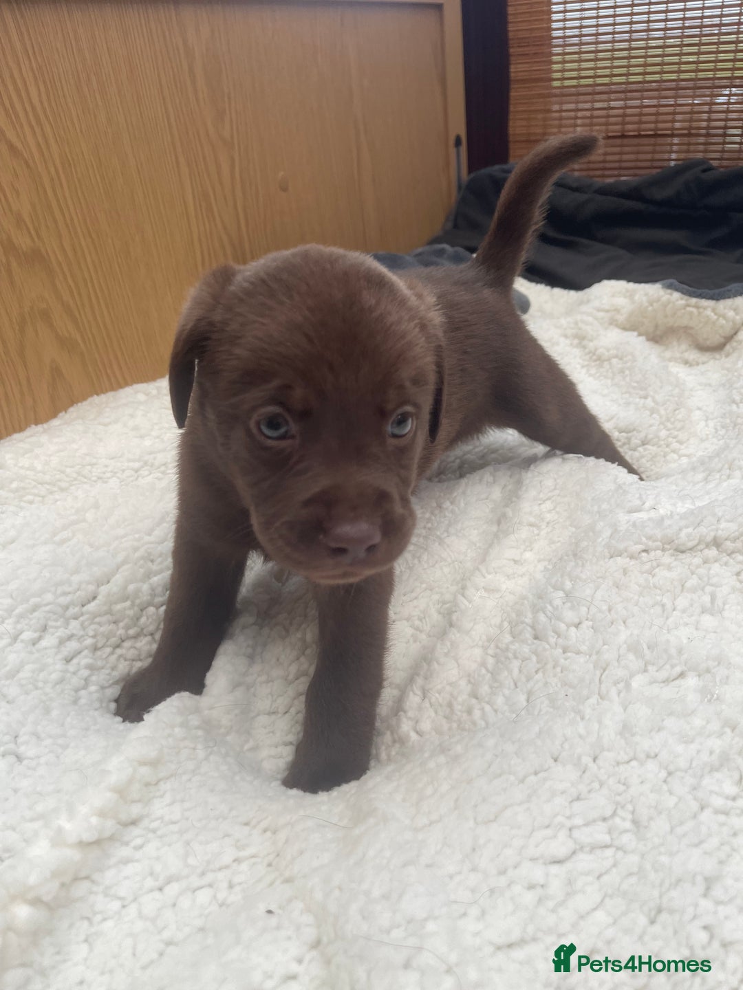 Labrador Retriever dogs for sale: Labrador Puppies Chocolate & Golden For Sale - Advert 13
