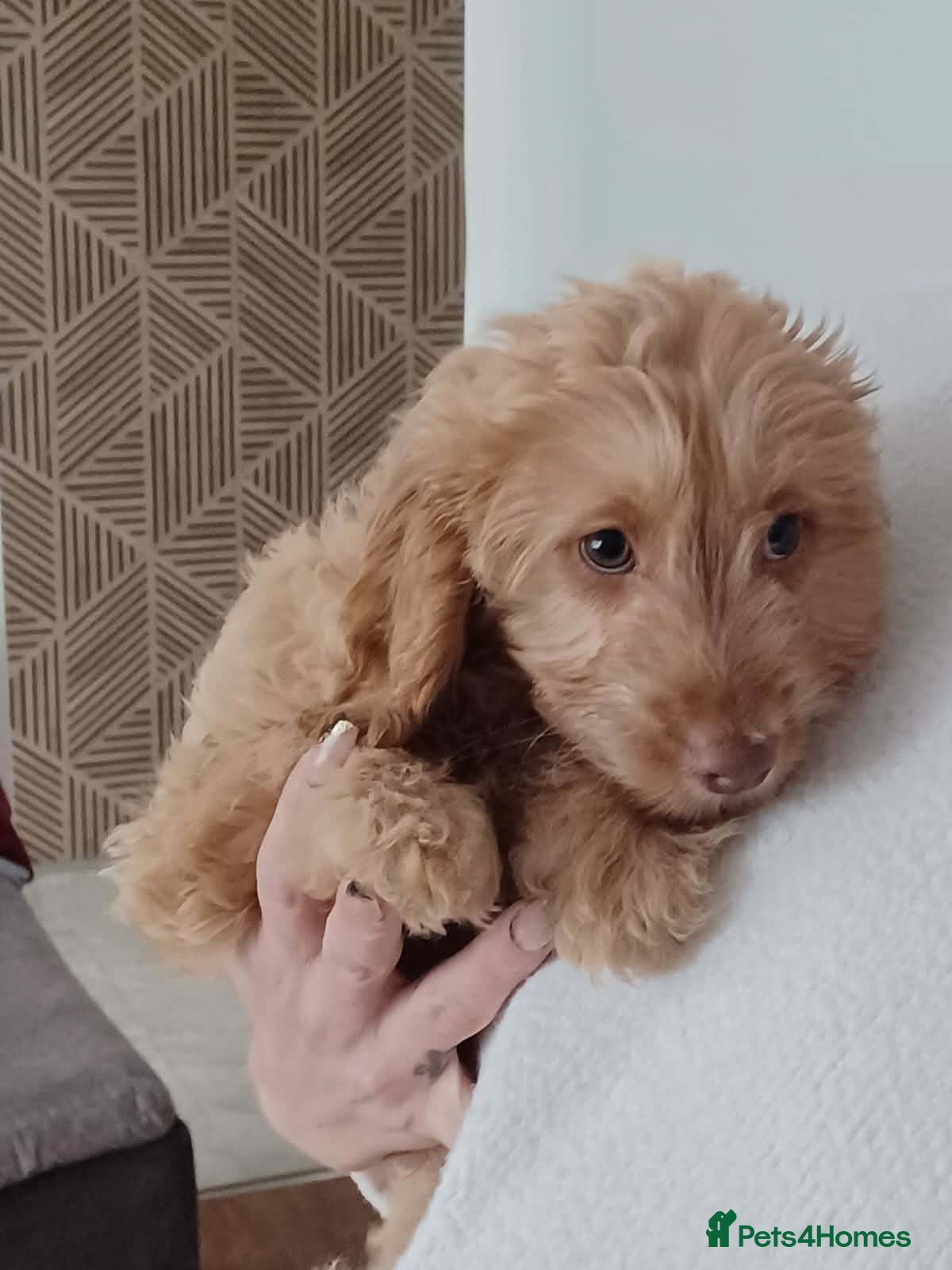 Cavapoo dogs One male Cavapoo - Advert 10