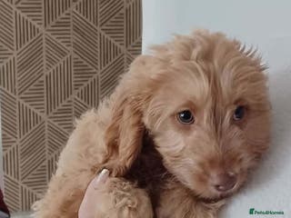 Cavapoo dogs One male Cavapoo - Advert 12
