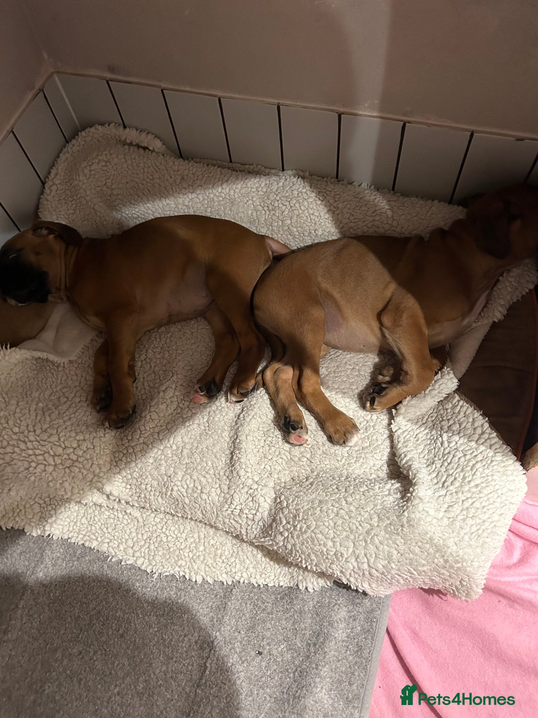 Boxer dogs for sale: Boxer puppies K.C registered  - Image 12