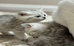 British Shorthair cats for sale: 2 TICA registered BSH kittens  - Image 4