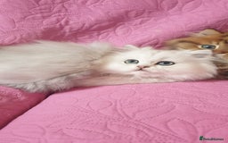 Persian cats for sale: 💖Beautiful Pedigree Chinchilla Persian Kittens. - Advert 21