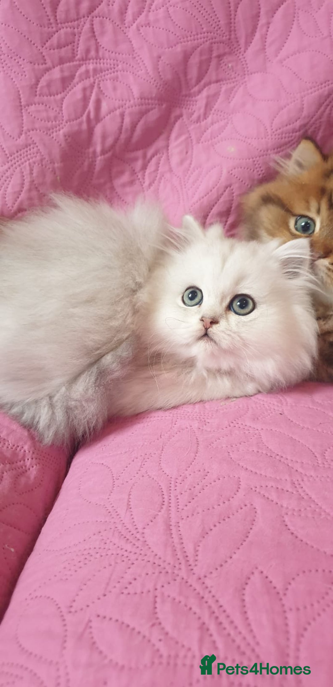 Persian cats for sale: 💖Beautiful Pedigree Chinchilla Persian Kittens. - Advert 21
