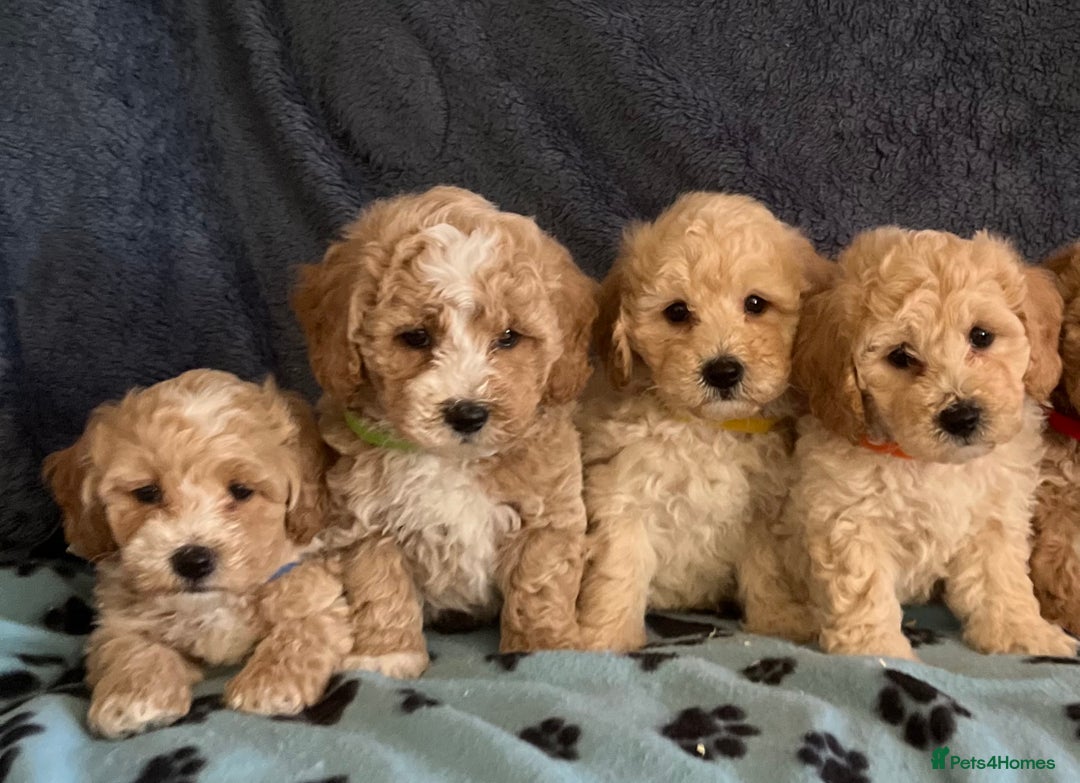 Poochon dogs for sale: Stunning Poochon puppies  - Image 3