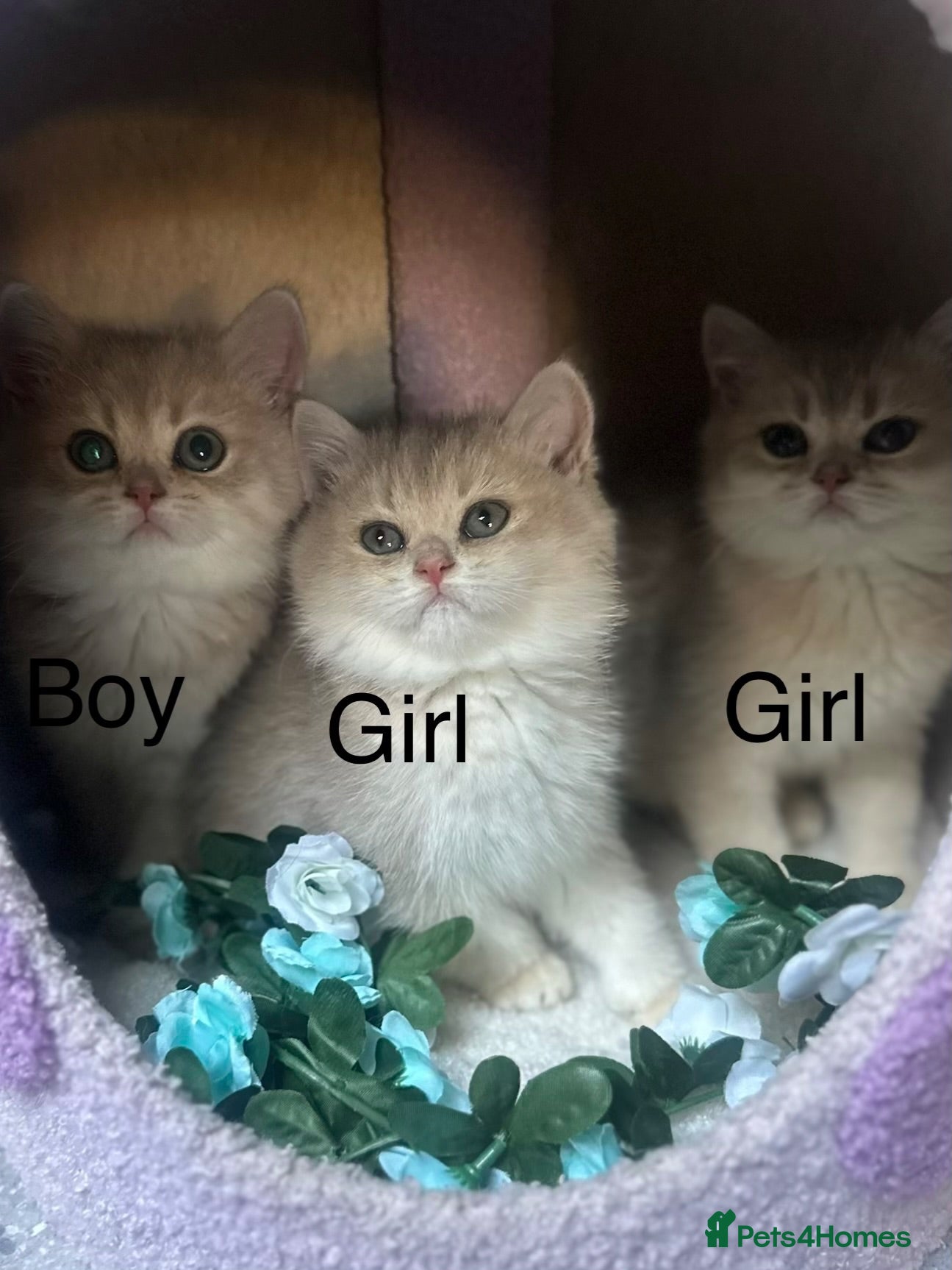 British Shorthair cats Gorgeous golden blue fur babies 😻 - Advert 1