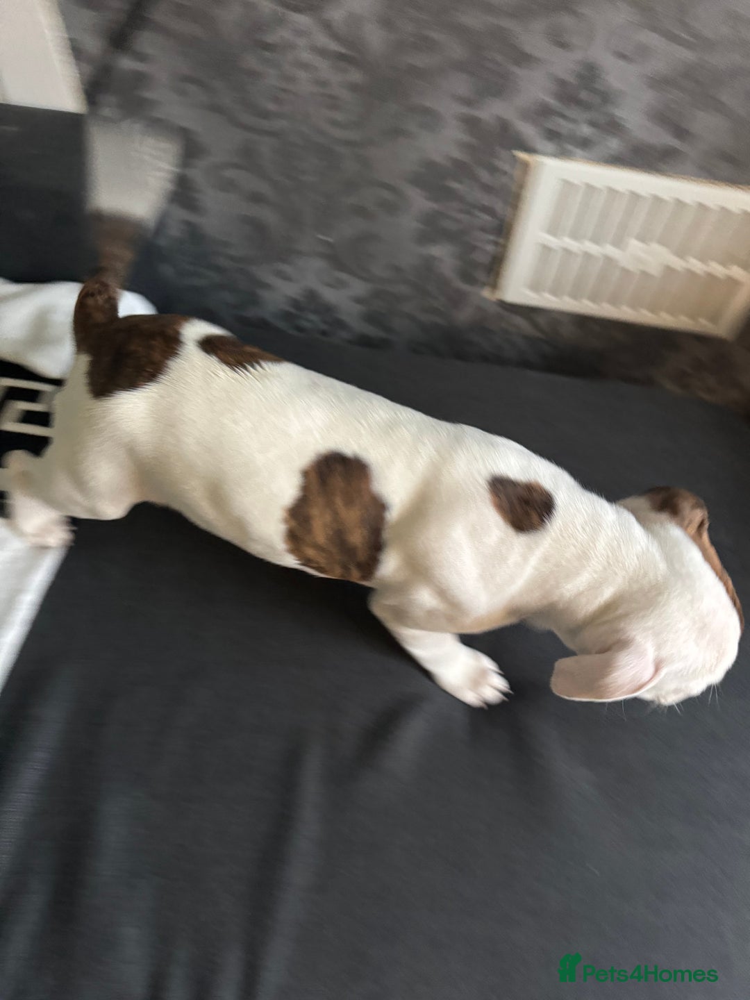 Staffordshire Bull Terrier dogs for sale: Staffordshire puppies  - Advert 13