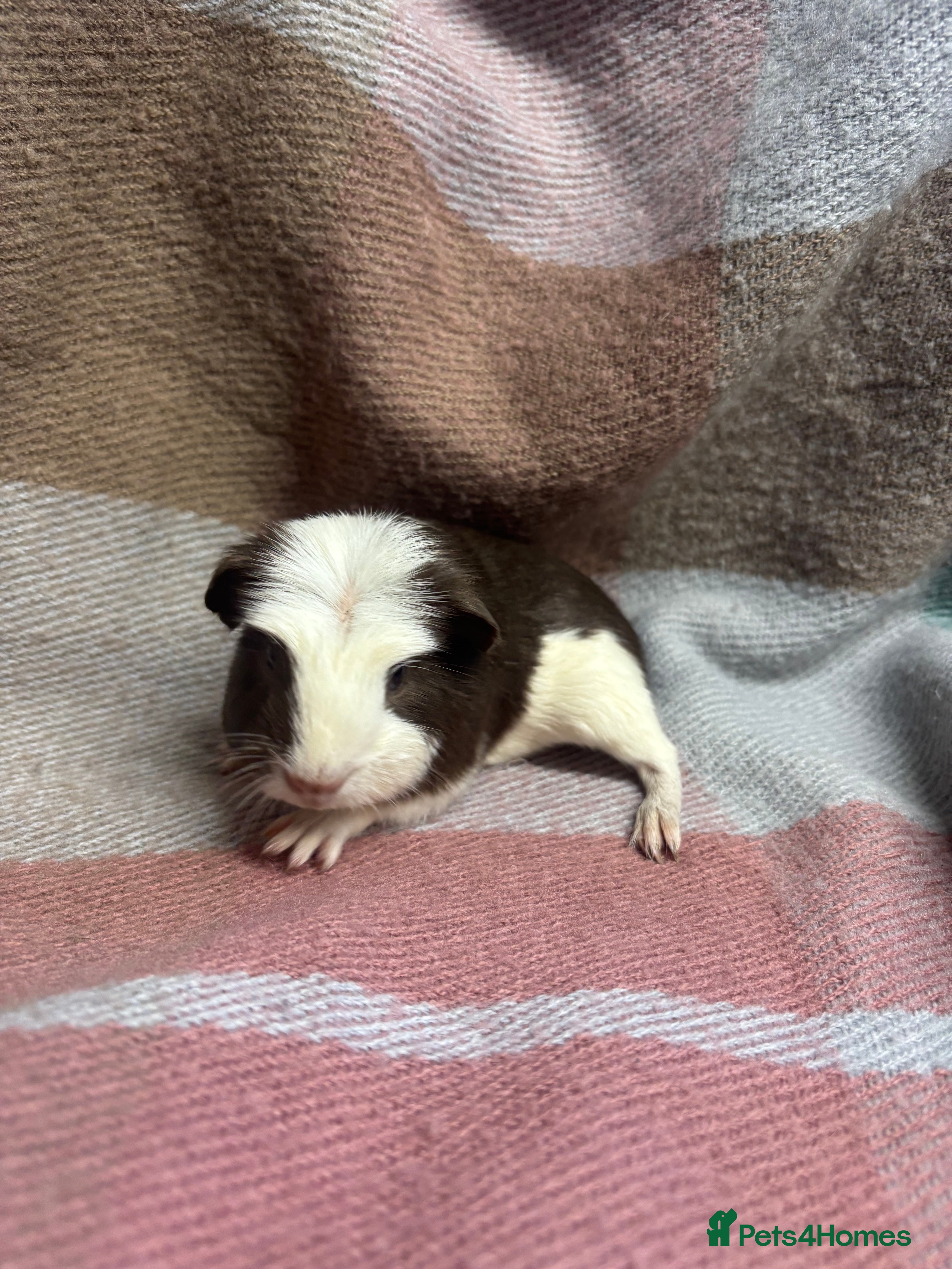 Guinea Pig rodents Beautiful smooth girls - Advert 8