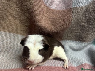 Guinea Pig rodents Beautiful smooth girls - Advert 8