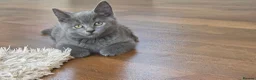 Mixed Breed cats for sale: 3 british shorthair cross kittens, playful & fun - Advert 14