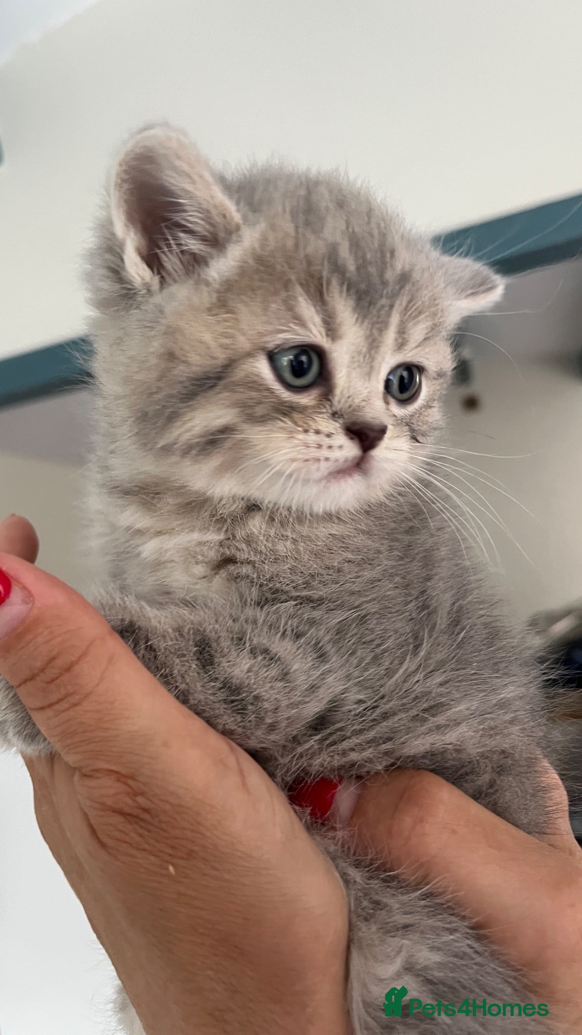 Scottish Fold cats Beautiful lilac fold and straight kittens  - Advert 1
