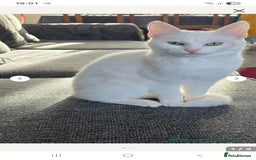 Turkish Angora cats for sale: Loki  - Image 2