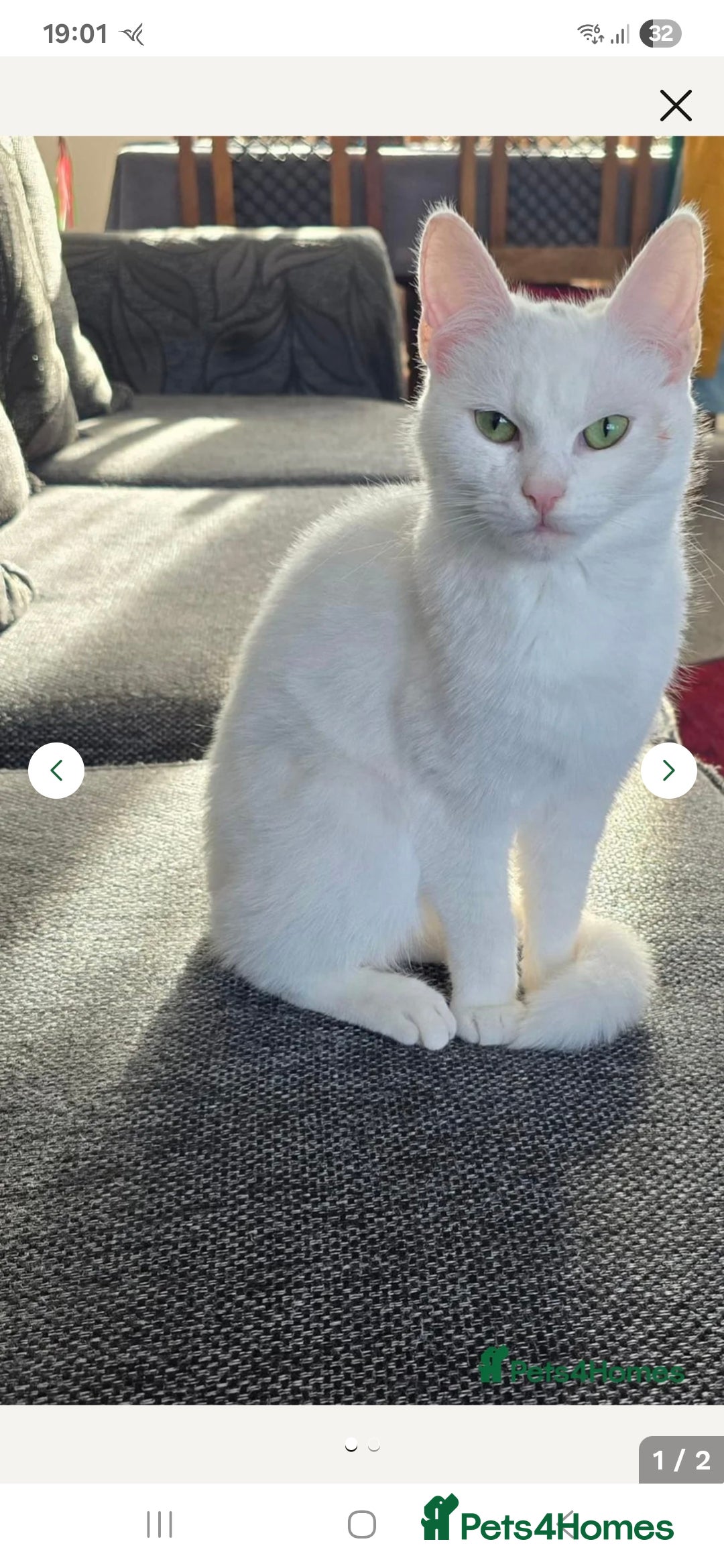 Turkish Angora cats for sale: Loki  - Image 2