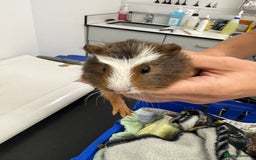 Guinea Pig rodents for sale: 3 bonded males 5 weeks old  - Image 7