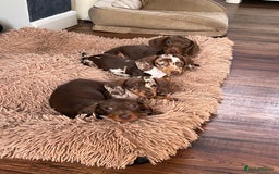 Miniature Dachshund dogs for sale: READY NOW - short haired miniature dachshunds  - Image 1