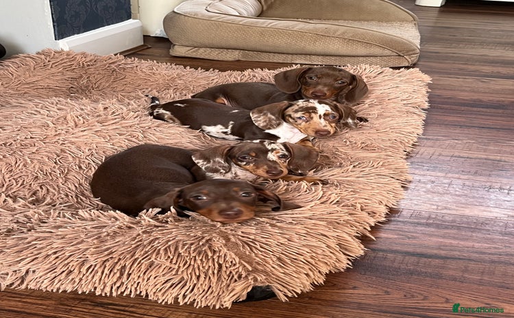 Miniature Dachshund dogs - Advert 4