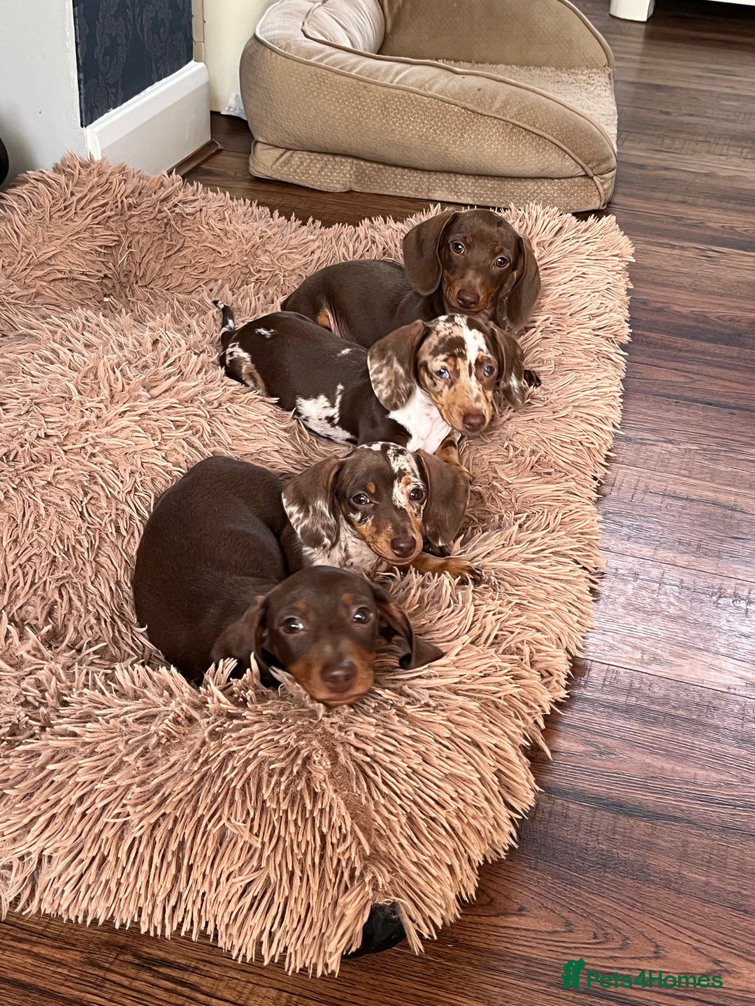 Miniature Dachshund dogs for sale: READY NOW - short haired miniature dachshunds  - Image 1
