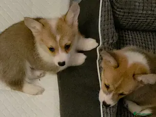 Welsh Corgi Pembroke dogs 33rd Generation KC Mixed Tail Pembroke Corgi Pups - Advert 3