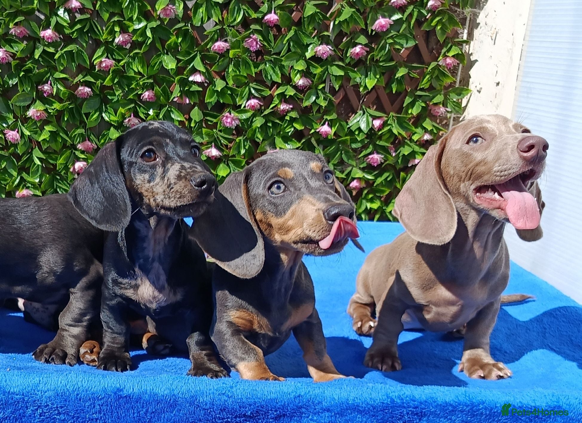 Miniature Dachshund dogs 🌈 BEAUTIFUL “RAINBOW” DACHSHUND LITTER 🌈 - Advert 2