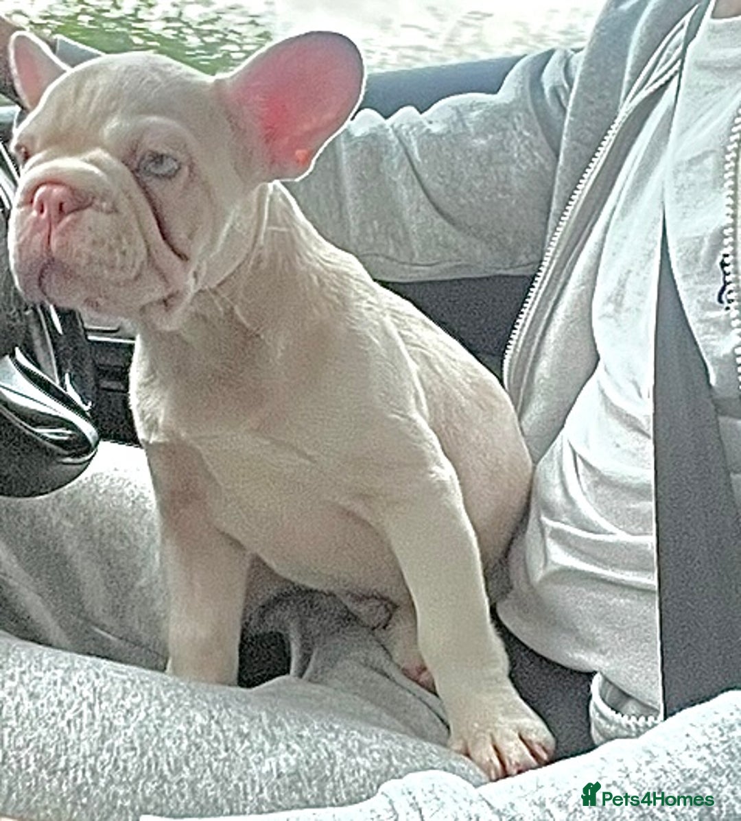 French Bulldog dogs for sale: KC reg 4 panel health test + DNA Male Frenchie Pup - Advert 20