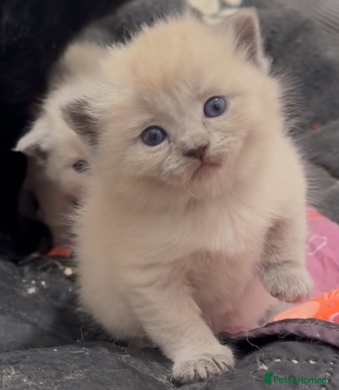 Mixed Breed cats for sale: Stunning Persian x Siamese kittens - Image 8