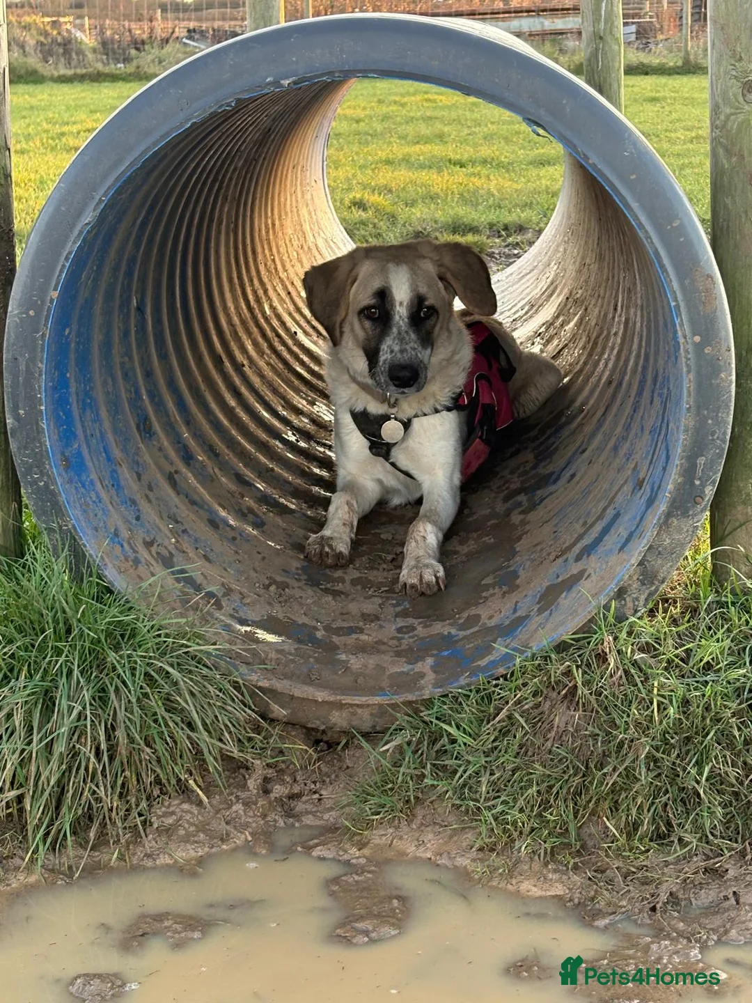 Mixed Breed dogs for adoption: Amara: Beautiful Soul Seeking a Family to Love - Advert 14