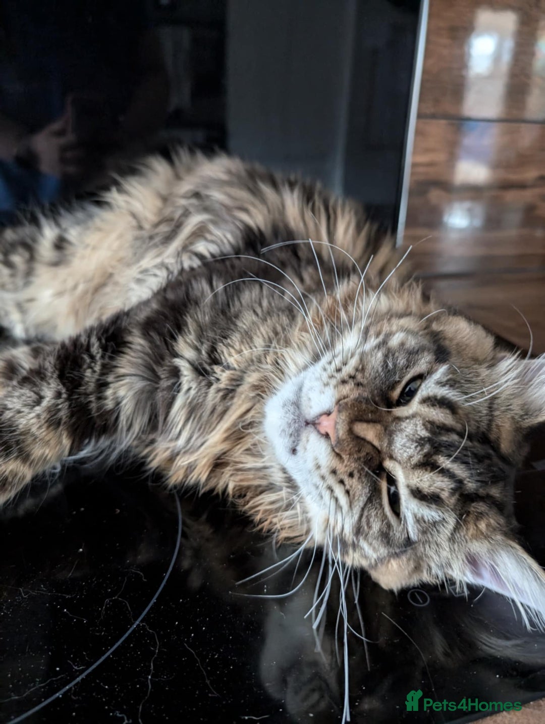 Maine Coon cats for sale: Active Maine Coon Tabby Boy Available  - Advert 8