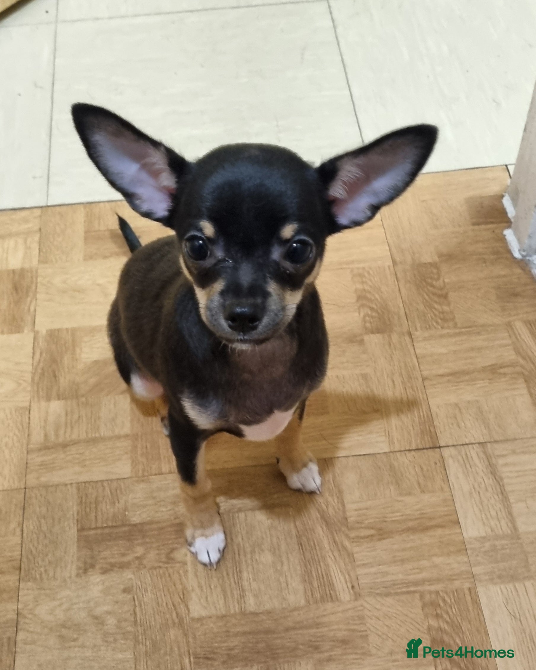 Chihuahua dogs Phoebe is looking for a 5 star forever home  - Advert 4