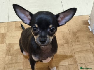 Chihuahua dogs Phoebe is looking for a 5 star forever home - Advert 3