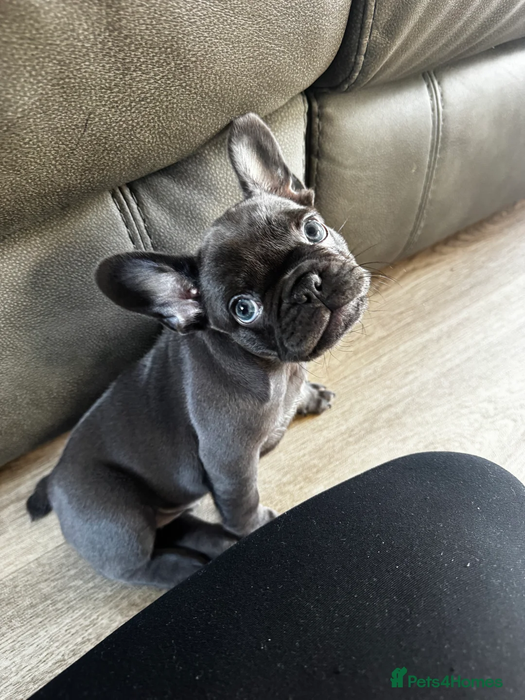 French Bulldog dogs for sale: French Bulldog Bitch - Advert 9
