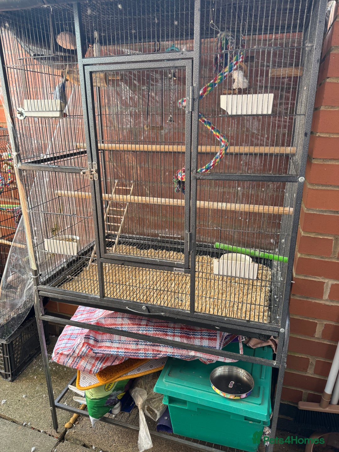 Budgerigars birds for sale: Budgie - Image 5