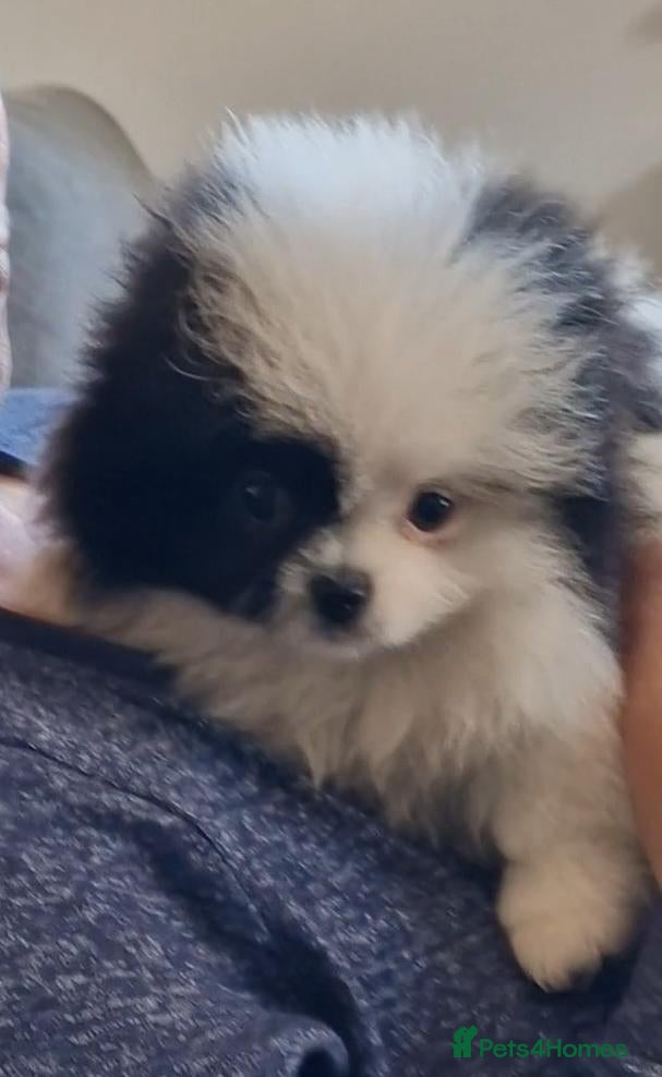 Mixed Breed dogs  pomernian x pekingnese gizmo only left  - Advert 13