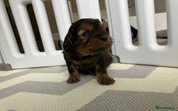 Cavapoo dogs for sale: F1 Cavapoo Puppies from Heath Tested Parents - Image 11